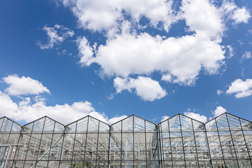 large commercial greenhouse glass facade against blue cloudy sky