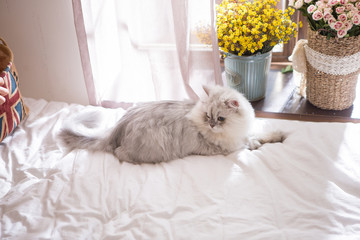 Persian on the bed