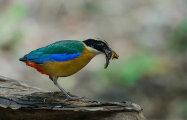 Blue-winged Pitta in nature of Thailand