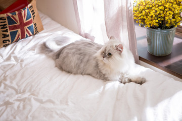 Persian on the bed