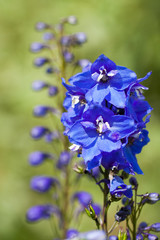 Beautiful Blue Flower Of Delphinium Grow In Summer Garden.