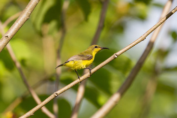 Olive-backed sunbird, Yellow-bellied sunbird