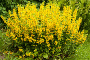 Beautiful Yellow Perennial Flowers Of Lysimachia Punctata Grow In Summer Garden.