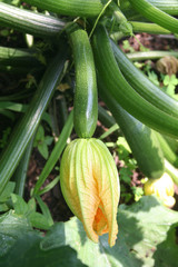 Zucchine con fiore sulla pianta nell'orto