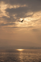Naklejka na ściany i meble Bird flying under the evening sun during the sunset.