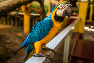 Parrot, Blue and yellow macaw