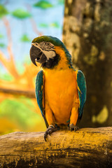 Parrot, Blue and yellow macaw