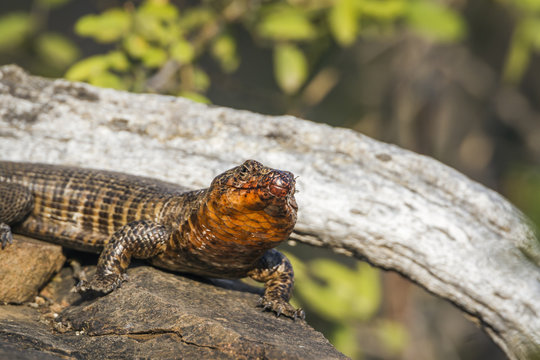 Giant plated lizard in Kruger National park, South Africa