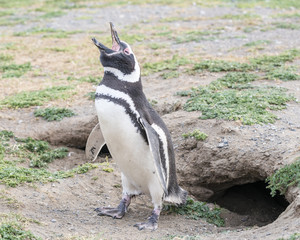 Magellanic penguin on Magdalena island in Patagonia, Chile, South America
