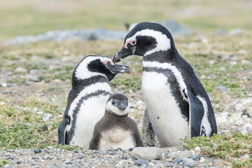  Magellanic penguin's  famaly with the baby on Magdalena island in Patagonia, Chile, South America