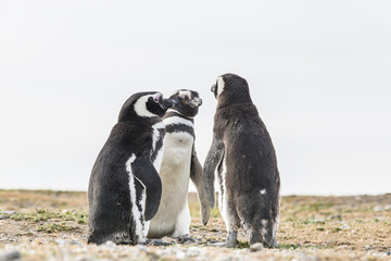 Group of Magellanic penguins on Magdalena island in Patagonia, Chile, South America