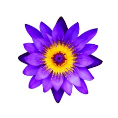 Close up purple lotus flower on a white background : Top view