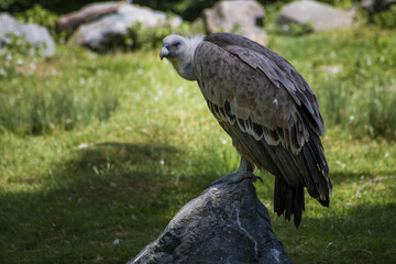 vulture