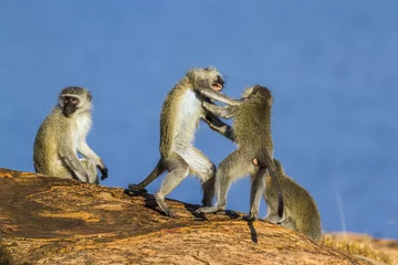 No drill light filtering roller blinds Monkey Vervet monkey in Kruger National park, South Africa