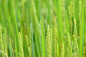 Obraz na płótnie Canvas Rice field close up
