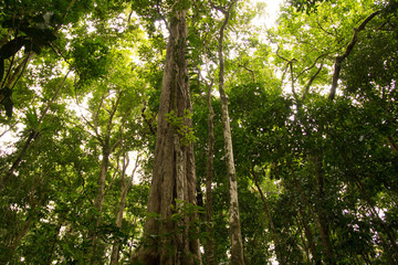 Rainforest Canopy