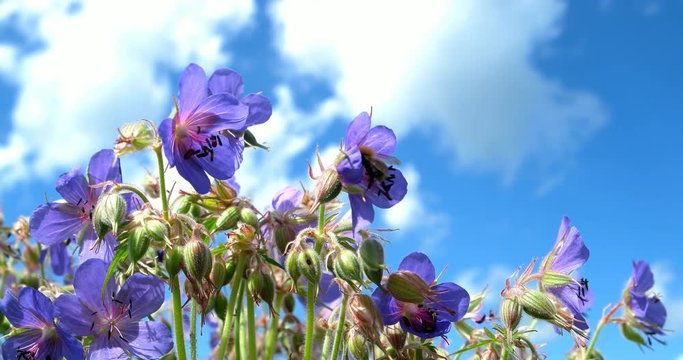 Meadow Geranium against the blue sky. The bee collects nectar in the colors of meadow crane's-bill.
