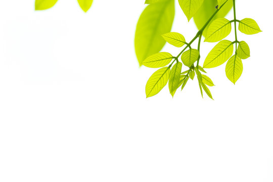 Green leaves isolated. This has clipping path