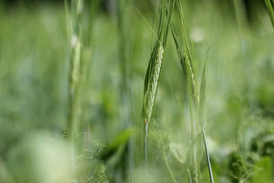 Wheat