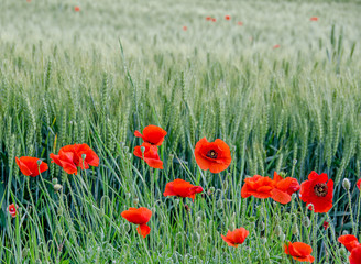 Red wild flowers of Papaver rhoeas (corn poppy, corn rose, field poppy), green wild field, country side