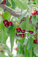 Dark red cherries fruits, tree cherry with green leaves and branches, close up