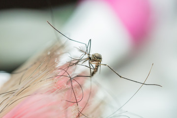 Mosquito and  black hair is a beautiful macro image.