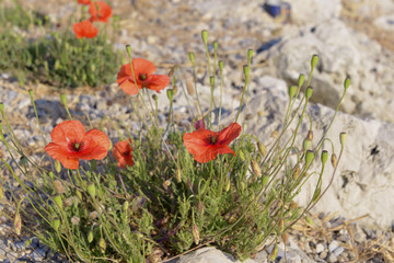 Obraz premium Closeup of red poppies (Papaver rhoeas)