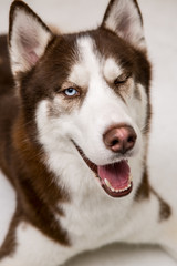 Siberian Husky on the white background