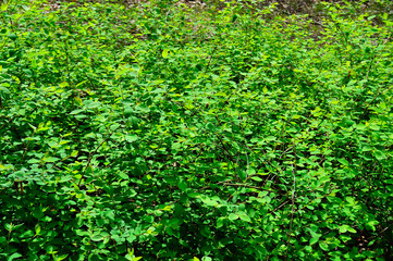 Krzak z zielonymi listkami