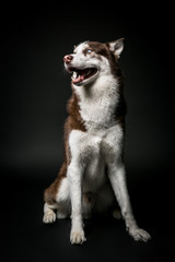 Siberian Husky on the black background