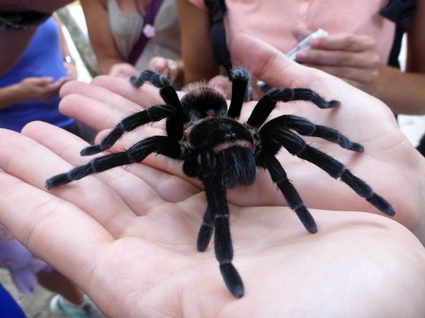 Tarantulla auf Hand Vogelspinne