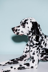 Dalmatian on the Mint color background
