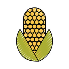 corn vegetable isolated icon vector illustration design