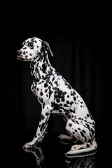Dalmatian on the black background