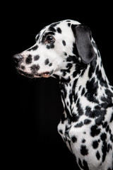 Dalmatian on the black background