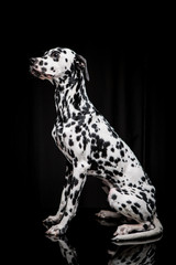 Dalmatian on the black background