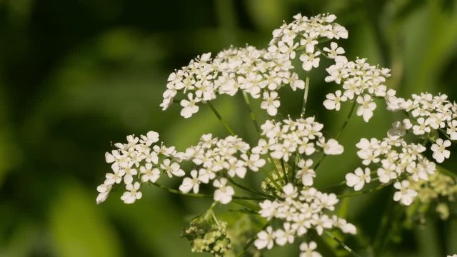 Flowers Conium Maculatum Or Poison Hemlock