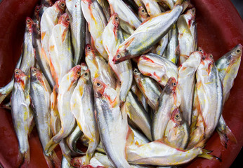 Fresh fish on basin in market, Thailand