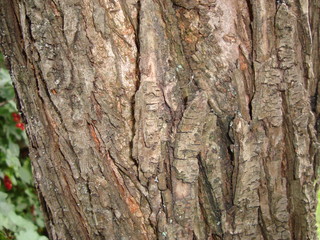 Baumrinde