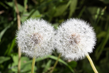 Dandelion tranquil abstract closeup art background. Beautiful blowball.