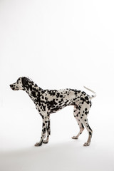 Dalmatian on the white background