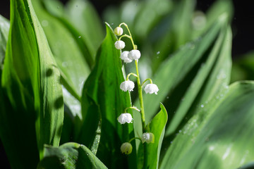 Obraz premium Lily of the valley Convallaria majalis white flowers. Spring blossom.