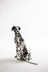 Dalmatian on the white background