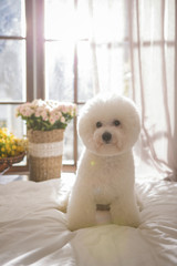 Bichon Friseon on the bed
