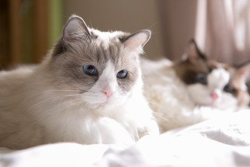 Fototapeta premium ragdoll on the bed