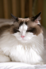 Fototapeta premium ragdoll on the bed