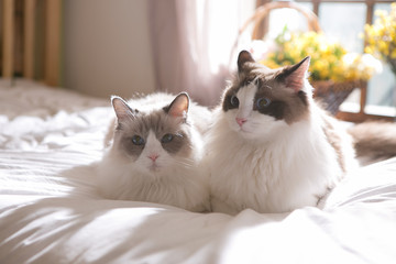 Obraz premium ragdoll on the bed