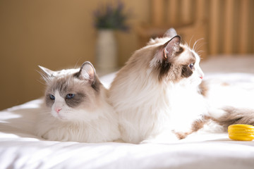 ragdoll on the bed