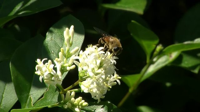 Eine Mistbiene auf den Bl&uuml;ten eines Ligusters