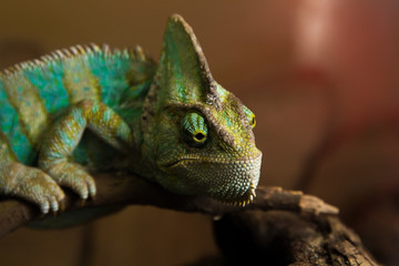 chameleon